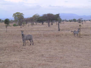 safari_zebras.jpg